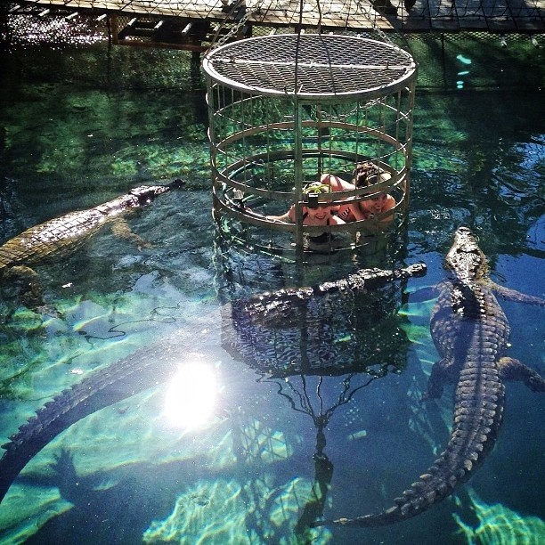 Crocodile cage-diving at the Cango Park (photo courtesy of @thenadwork)