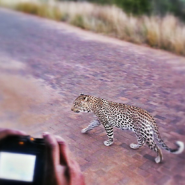 Traveldudes takes a picture of VelvetEscape filming a passing leopard. (photo courtesy of @Traveldudes)