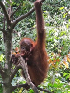 orangutan-sepilok-photo